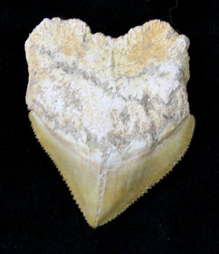 Large Squalicorax (Crow Shark) Fossil Tooth #19290